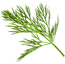 coriander-leaf