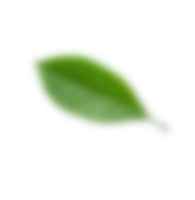 plate-leaf