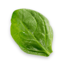 bottom-leaf