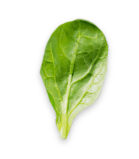 top-leaf